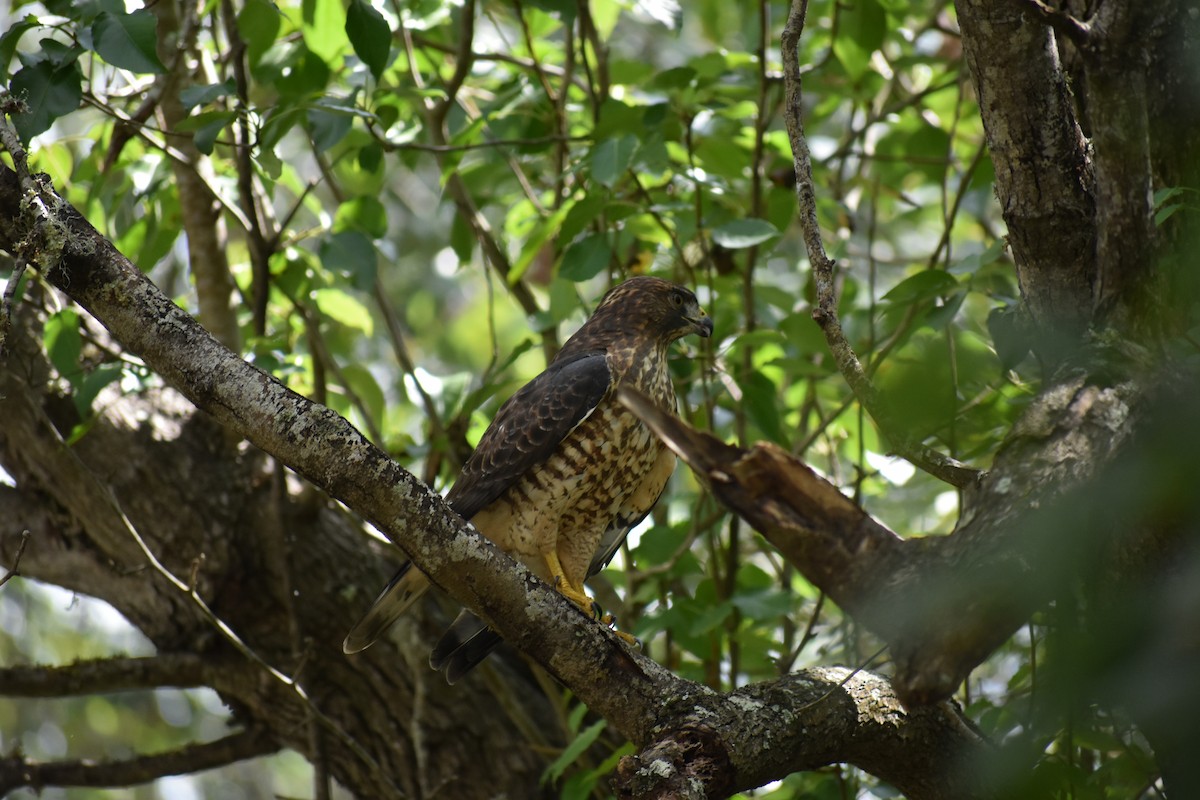 Broad-winged Hawk - ML623661235