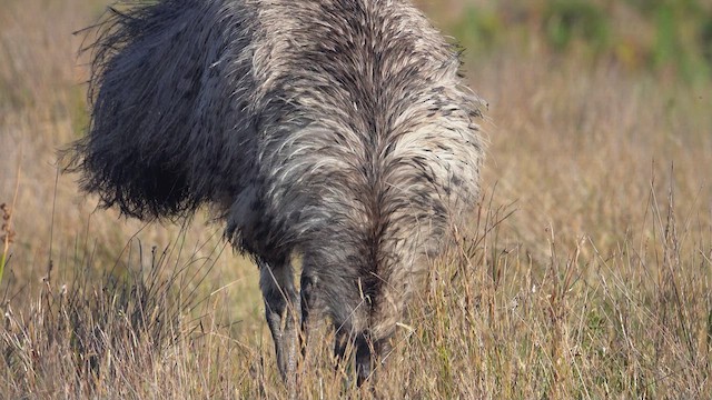 Emu - ML623661242