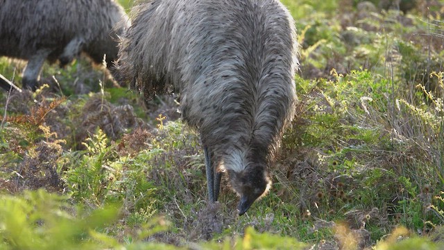 Emu - ML623661243