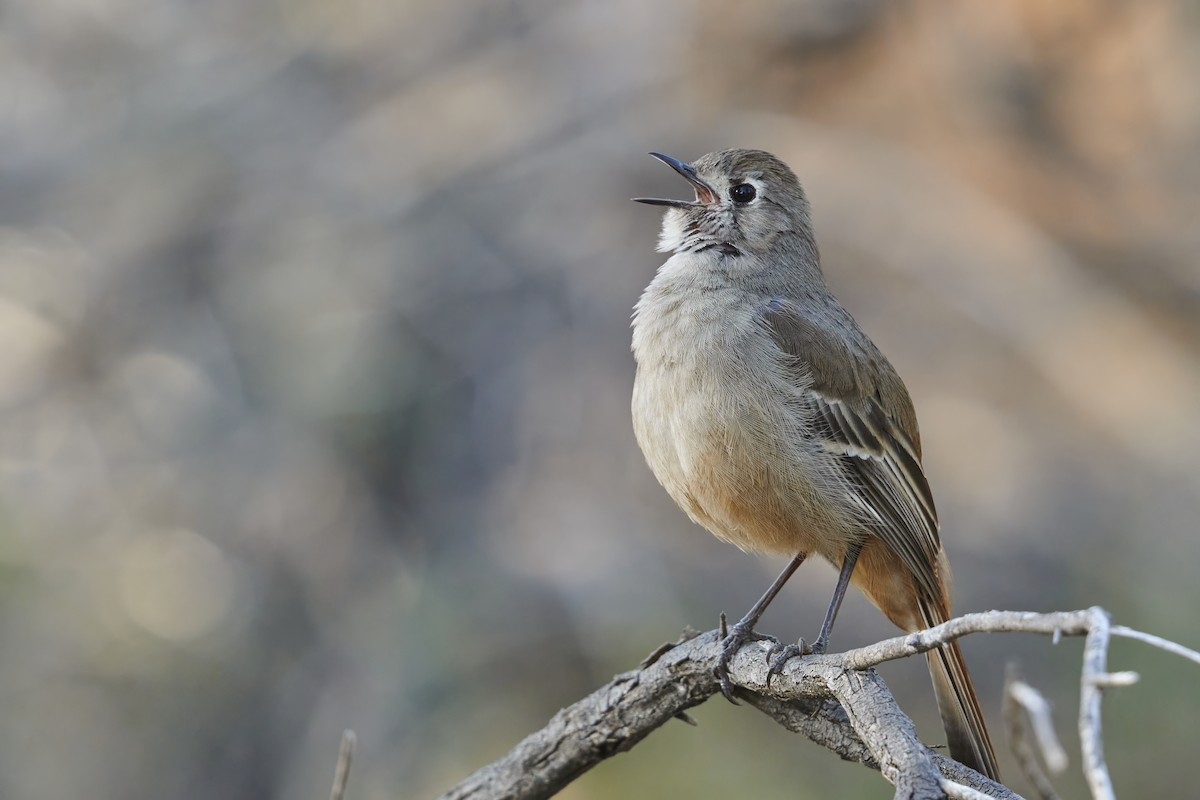 Southern Scrub-Robin - ML623661281