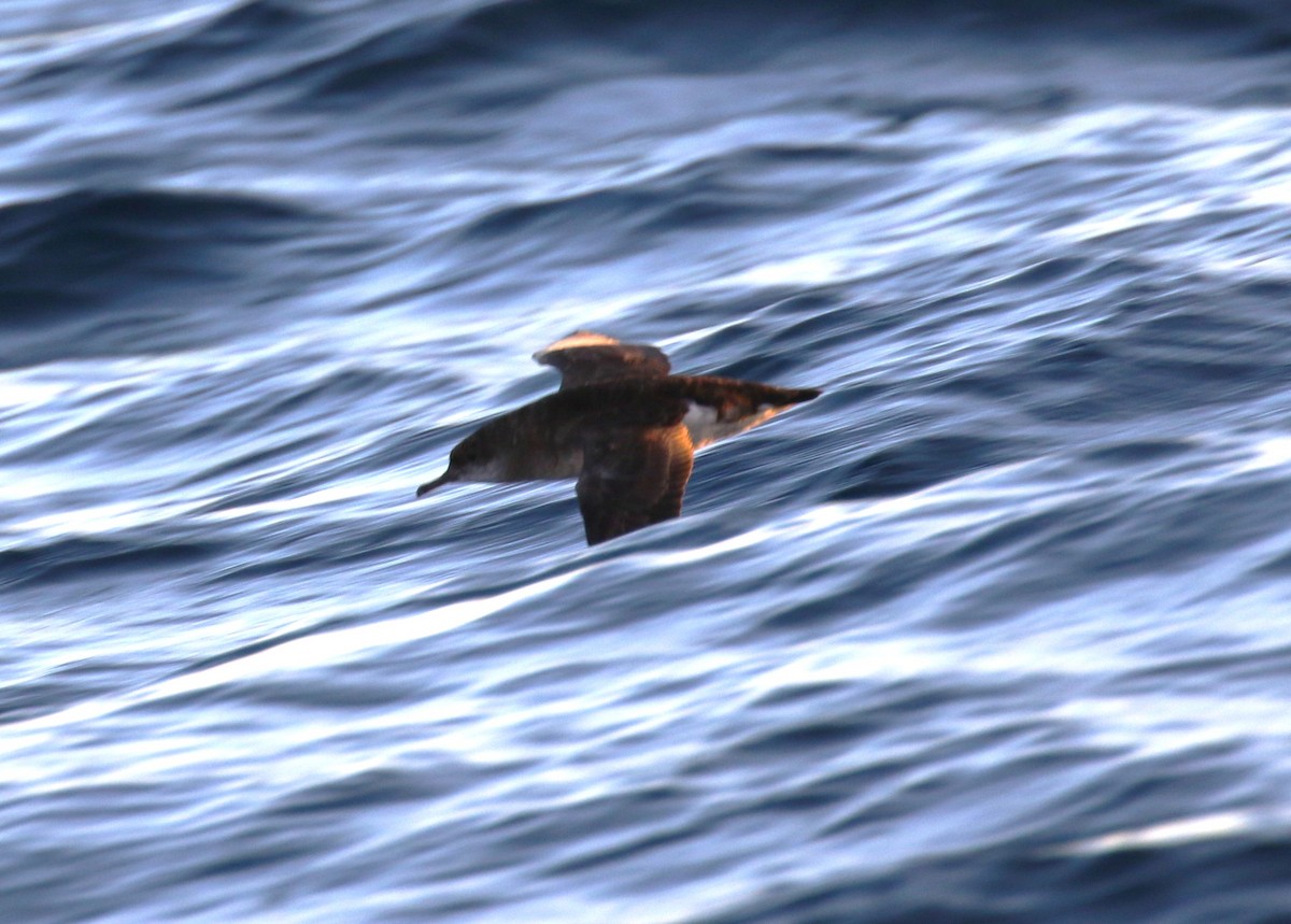 Fluttering Shearwater - ML623661312