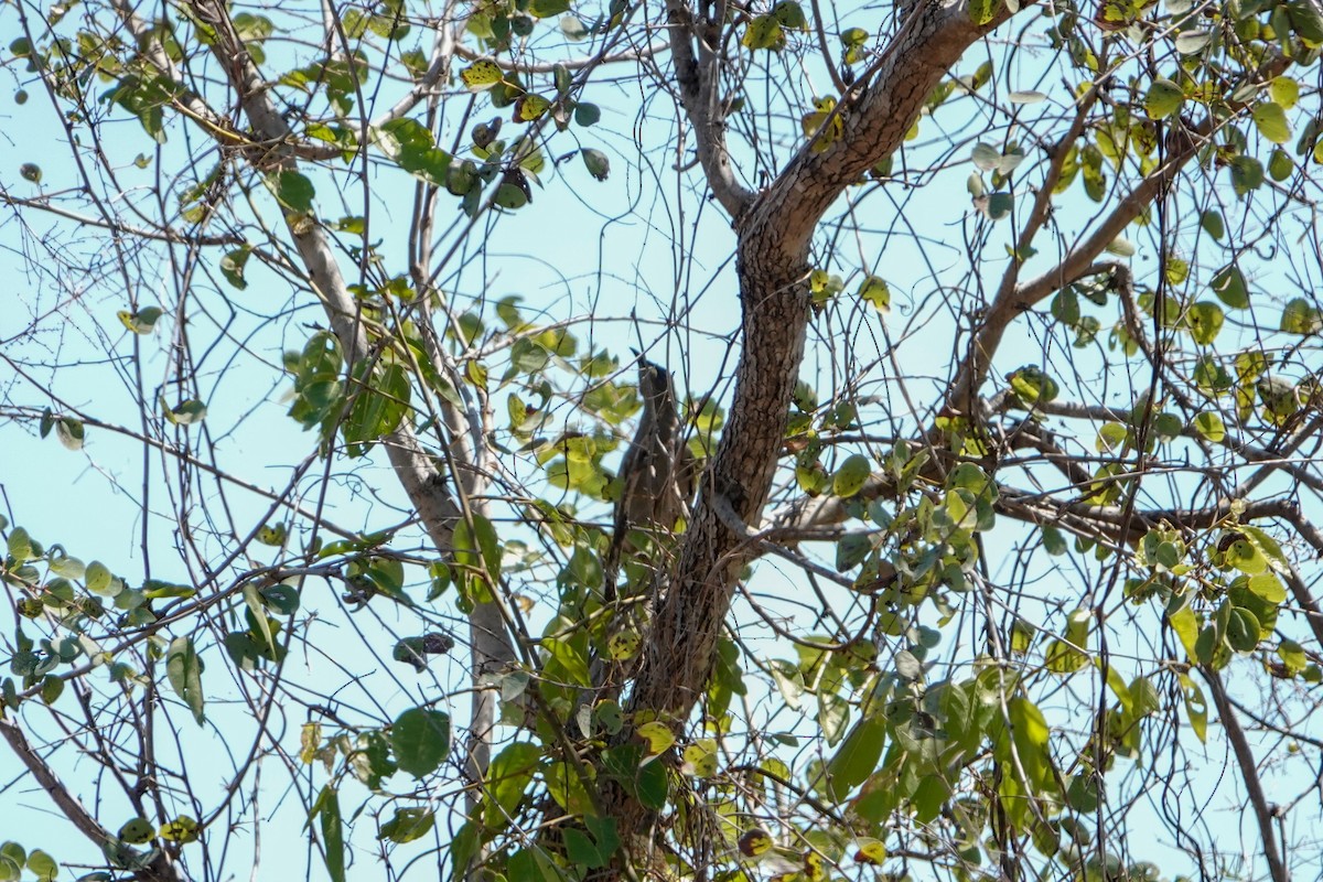 White-gaped Honeyeater - ML623661389