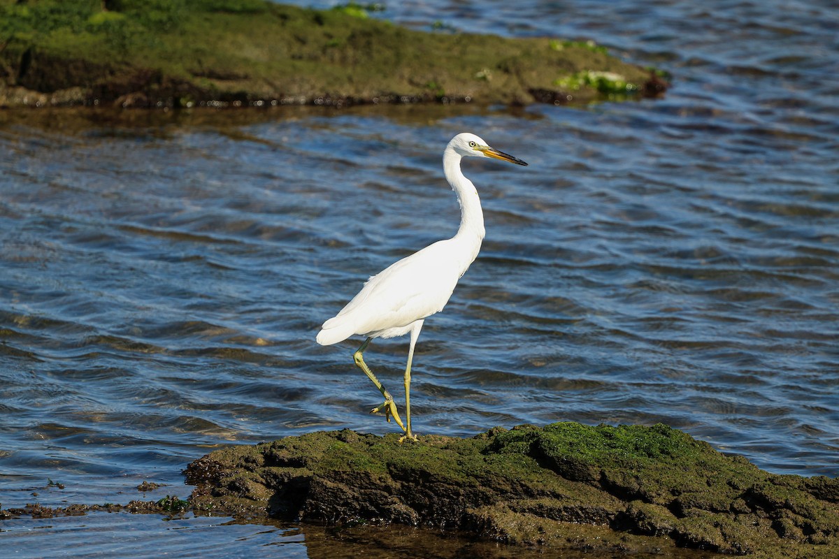 Chinese Egret - ML623661409