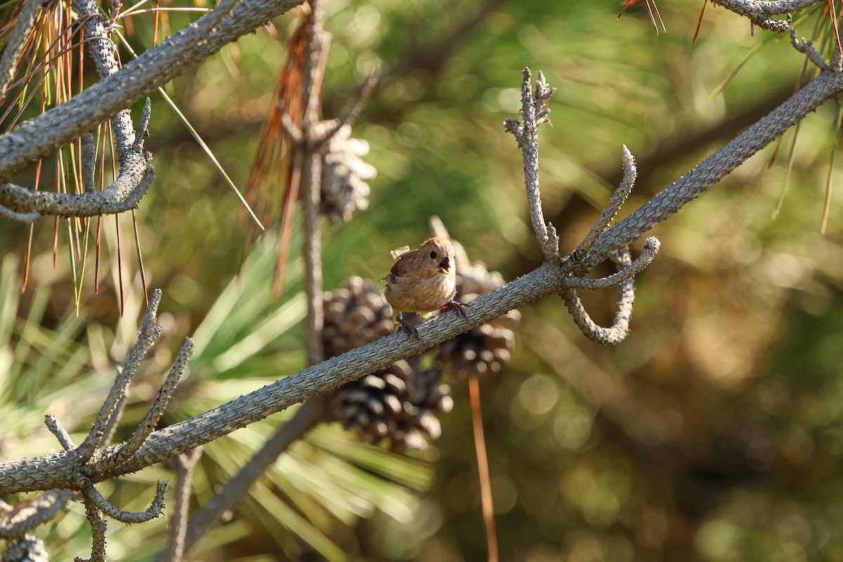 Vinous-throated Parrotbill - ML623661416