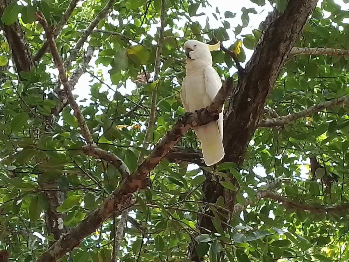 Sulphur-crested Cockatoo - ML623661417