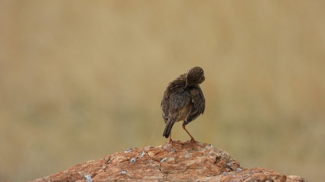 Paddyfield Pipit - ML623661438