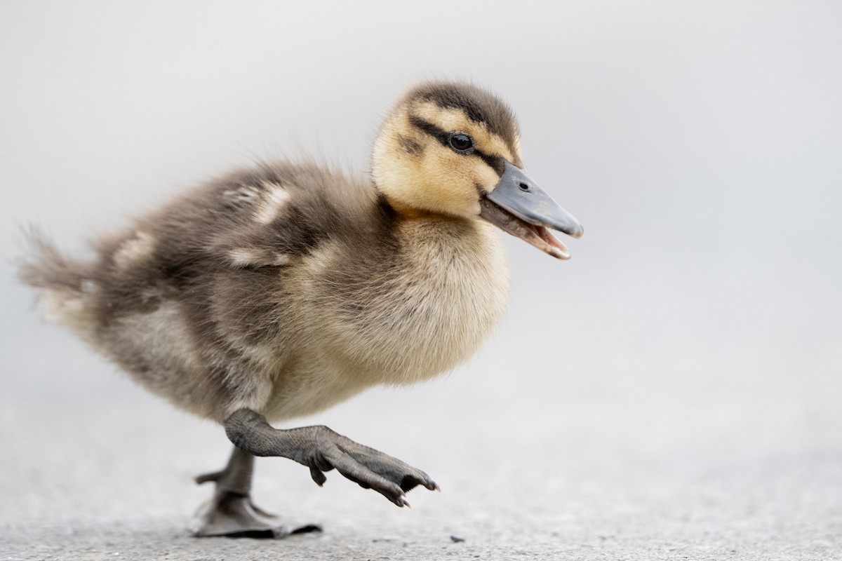 Mallard - Brendan Tucker