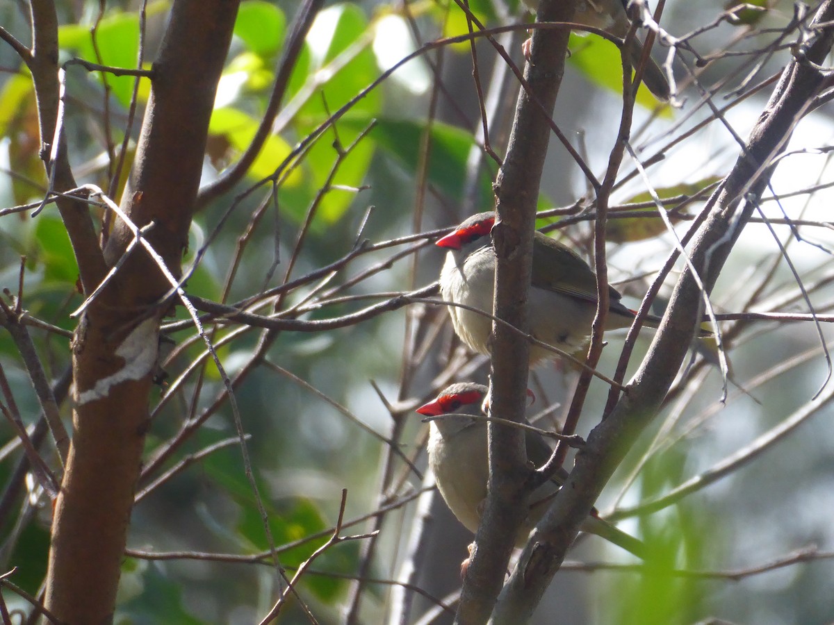 Red-browed Firetail - ML623661484