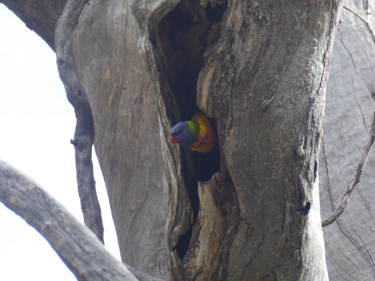 Rainbow Lorikeet - ML623661496