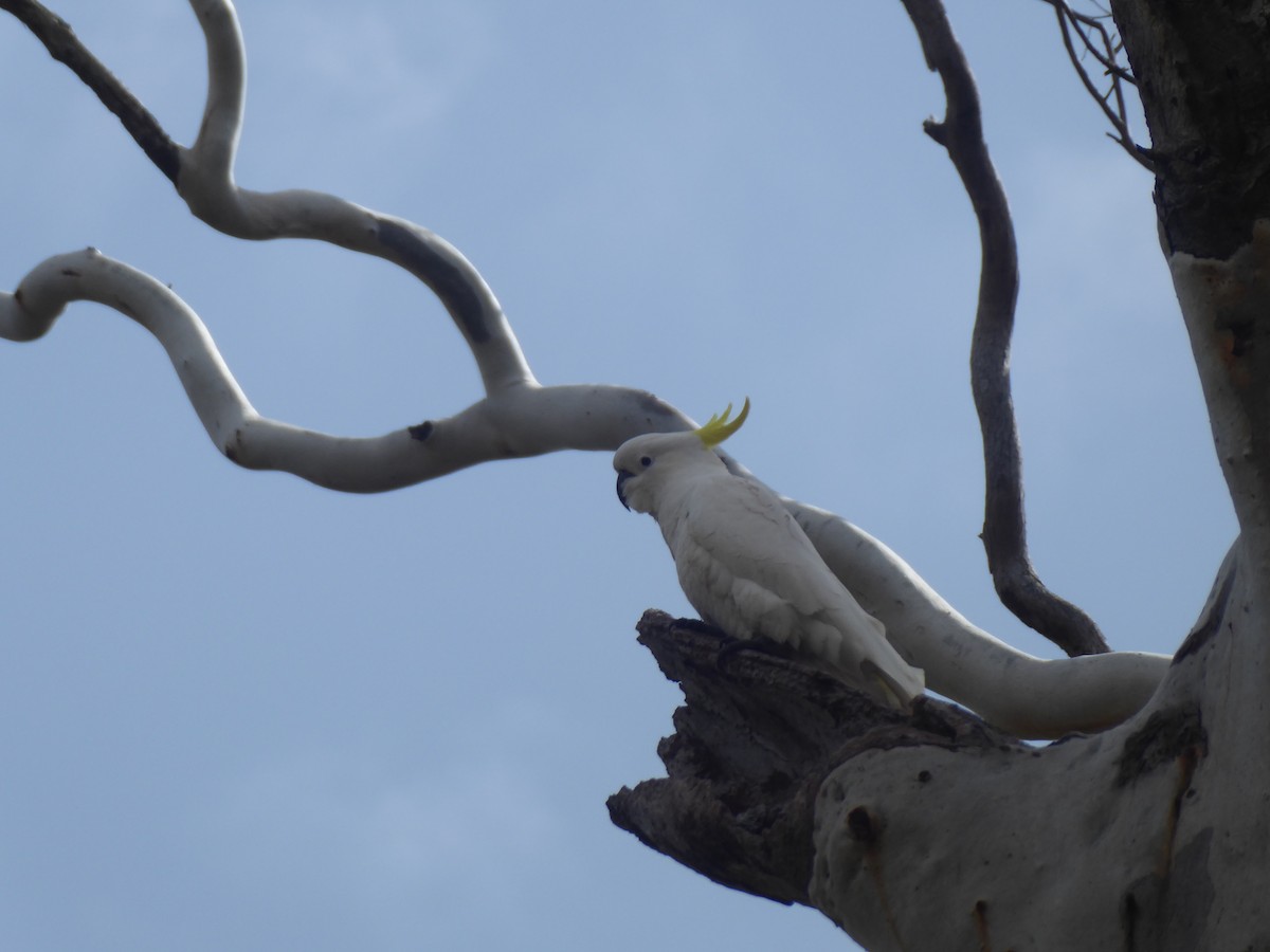 Sulphur-crested Cockatoo - ML623661499