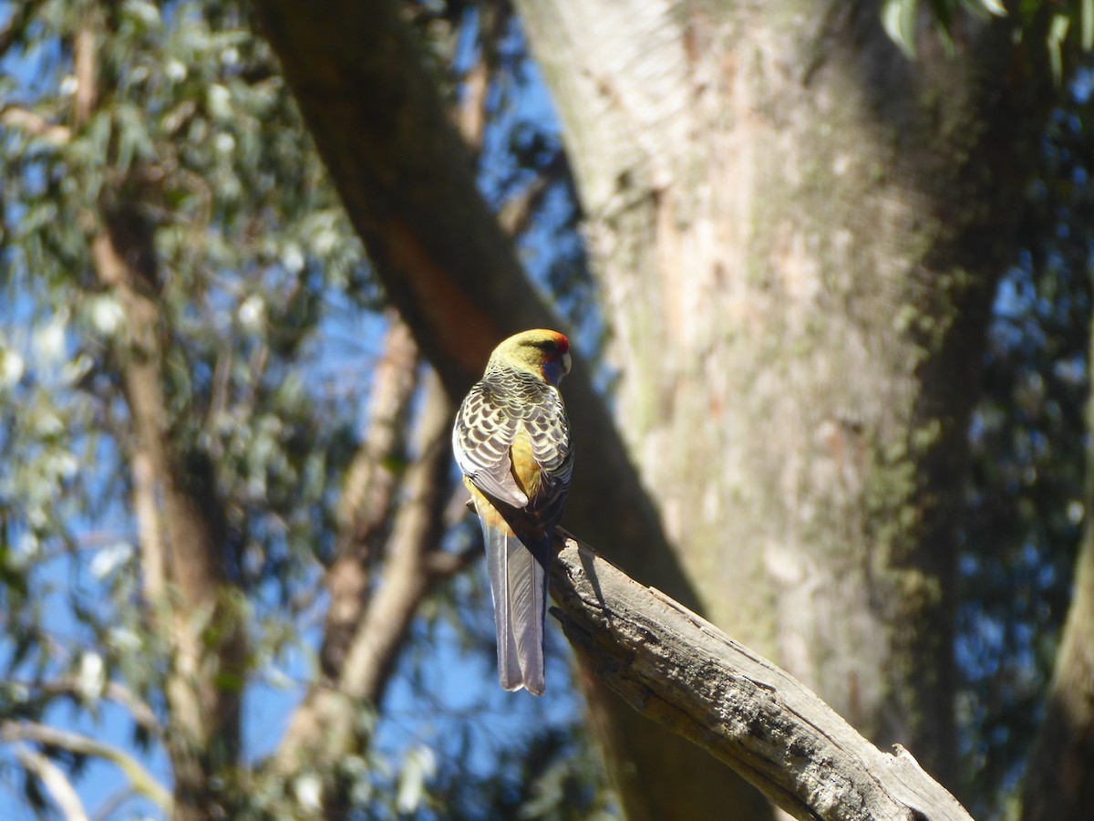 Pennantsittich (adelaidae/subadelaidae) - ML623661558