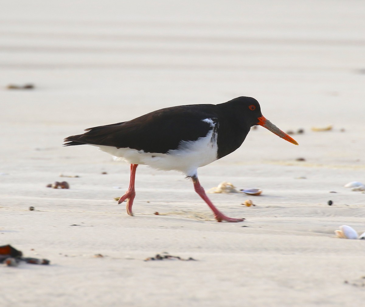 Chatham Islands Oystercatcher - ML623661616