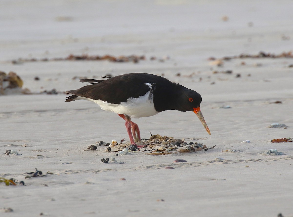 Chatham Islands Oystercatcher - ML623661618