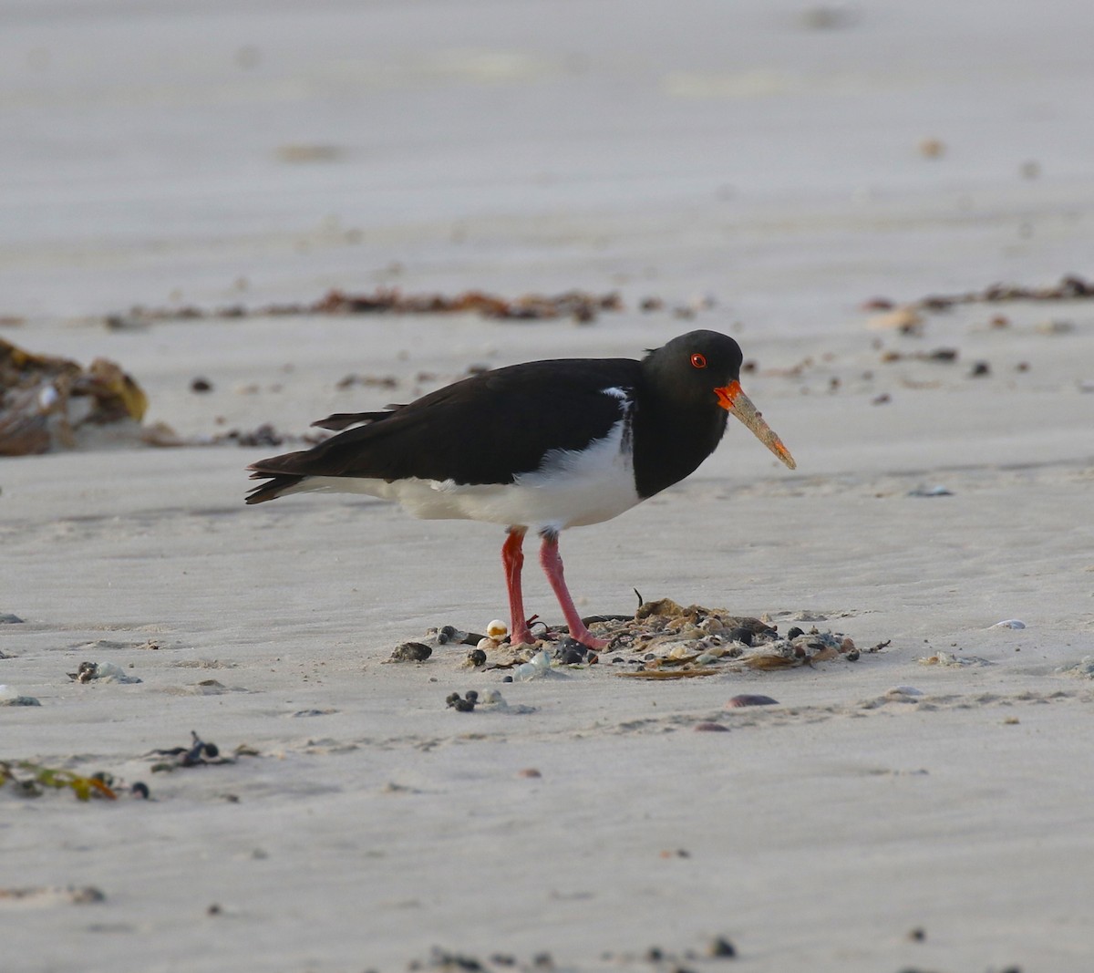 Chatham Islands Oystercatcher - ML623661619