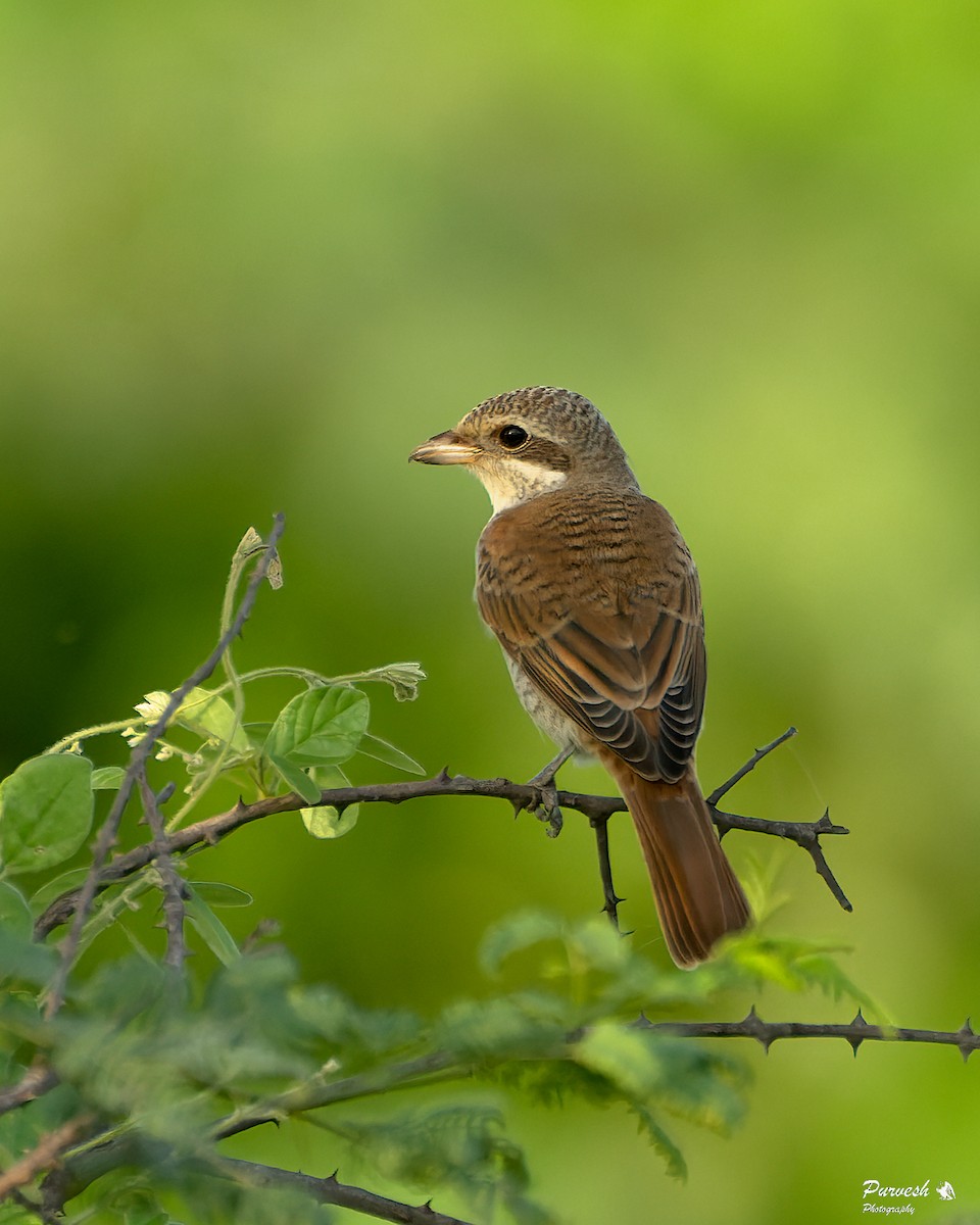 Red-backed Shrike - Purvesh Mehta