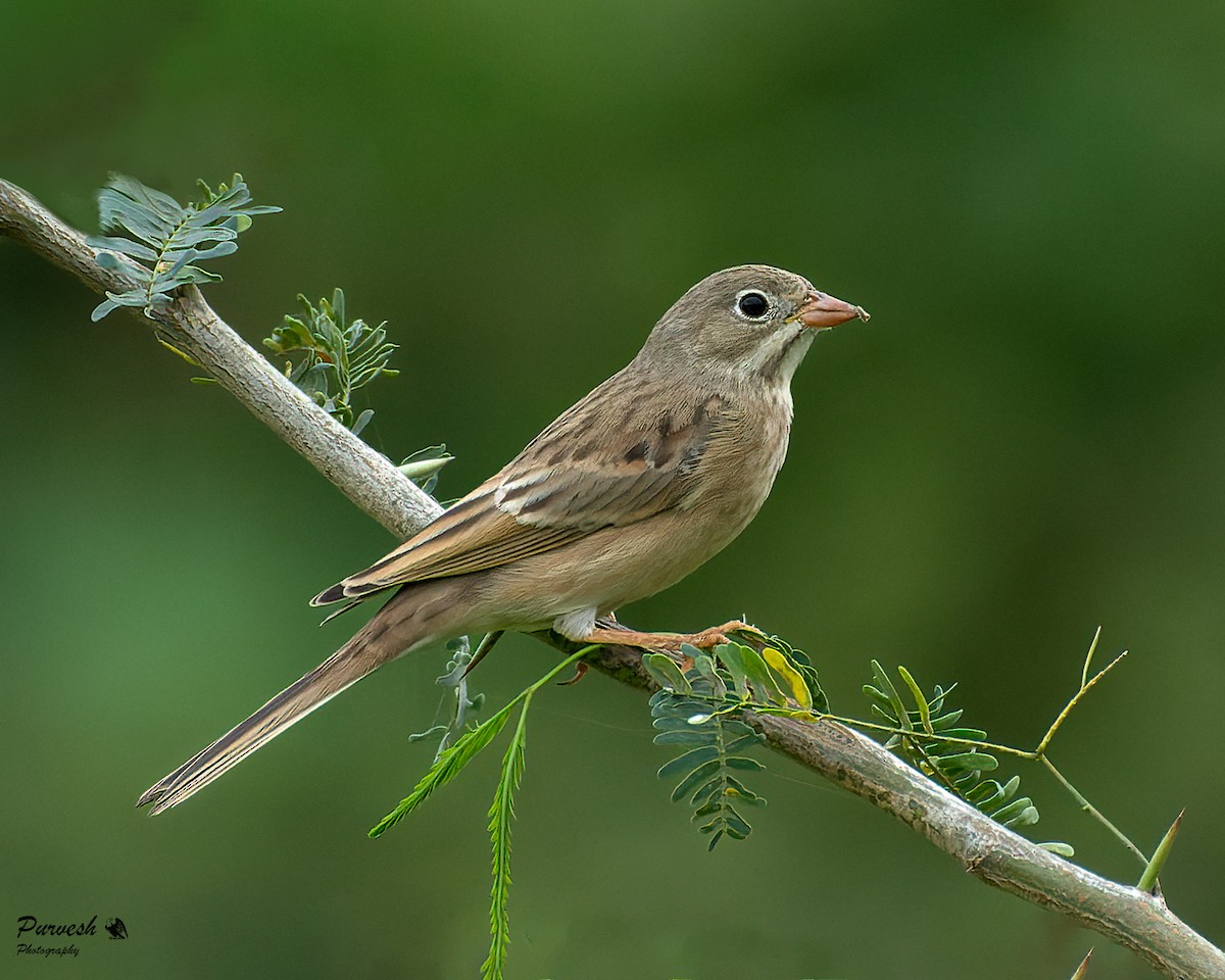 Gray-necked Bunting - ML623661625