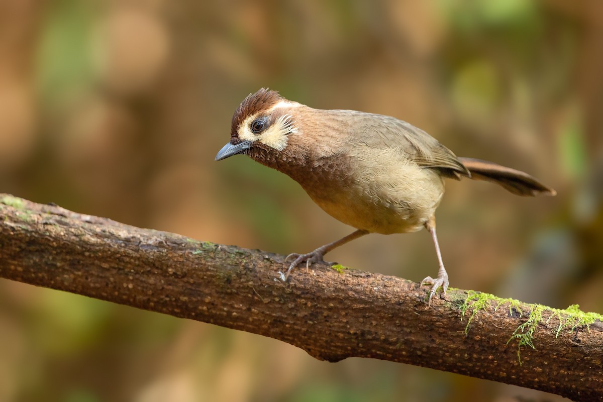 White-browed Laughingthrush - ML623661681