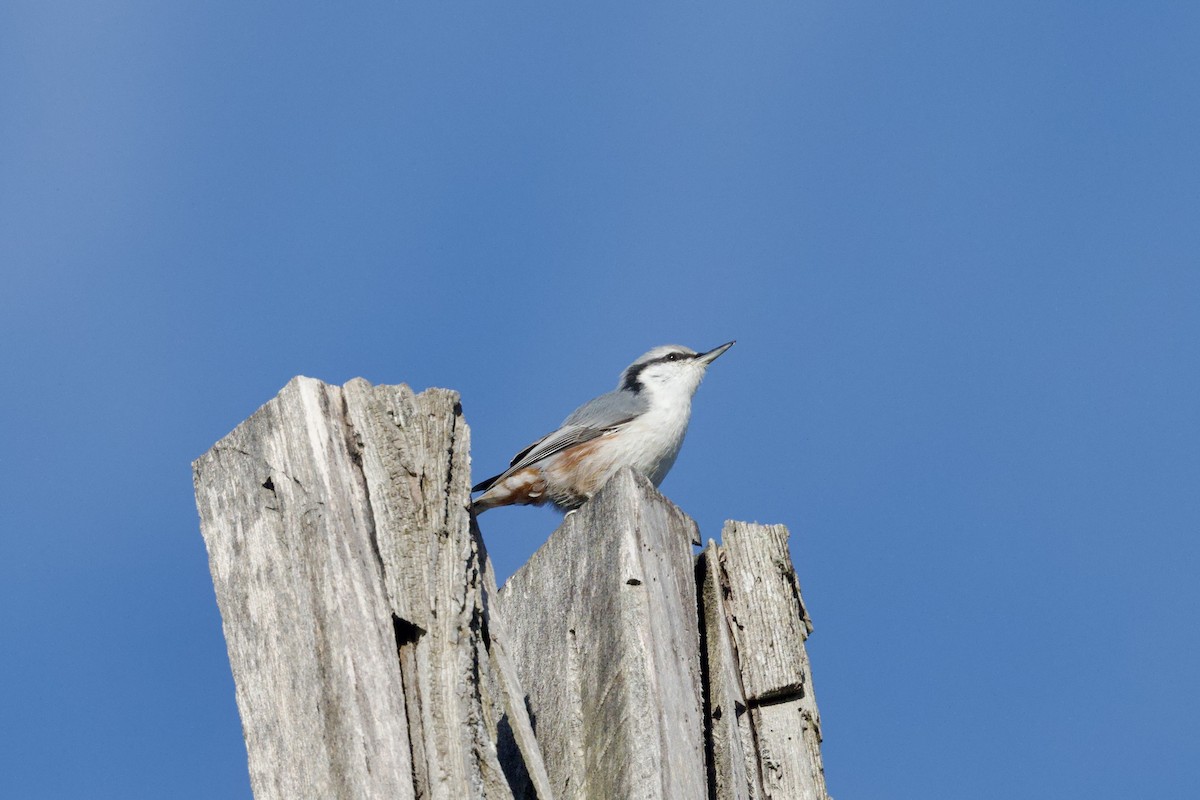 Eurasian Nuthatch (Western) - ML623661685