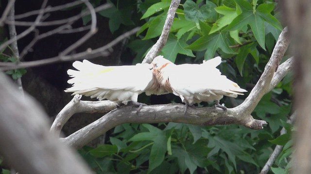 Little Corella - ML623661688