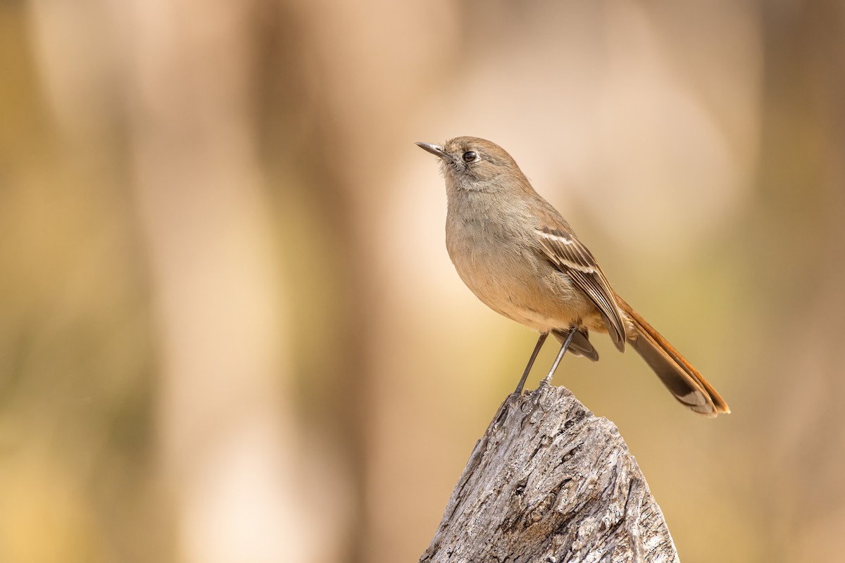 Southern Scrub-Robin - ML623661733