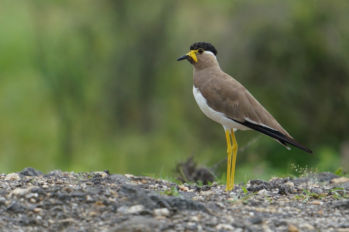 Yellow-wattled Lapwing - ML623661735