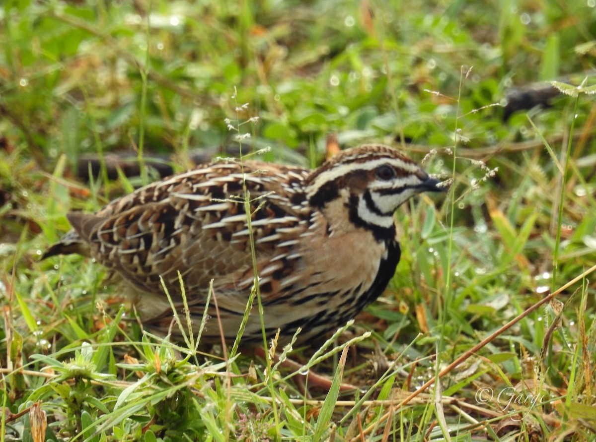 Rain Quail - ML623661766