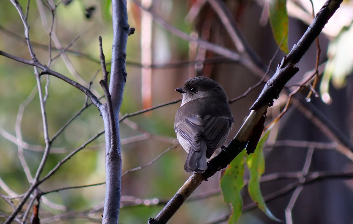 Dusky Robin - ML623661780