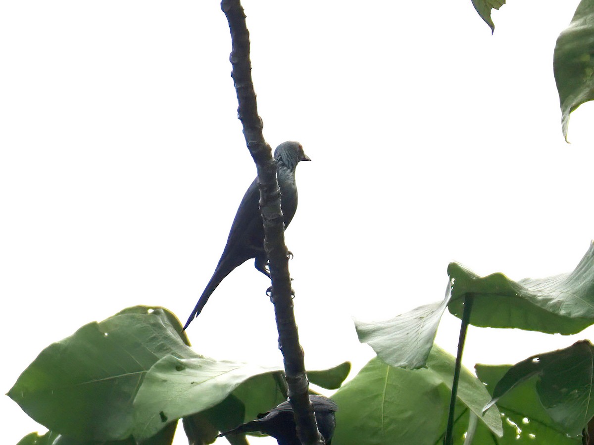 Long-tailed Starling - ML623661864