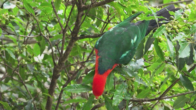 Australian King-Parrot - ML623661868