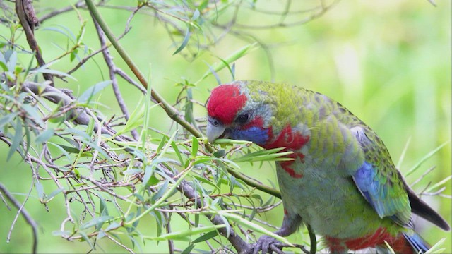 Crimson Rosella - ML623661871