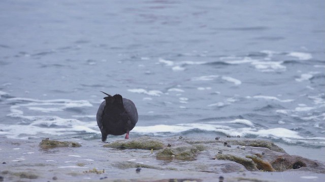 Sooty Oystercatcher - ML623661874