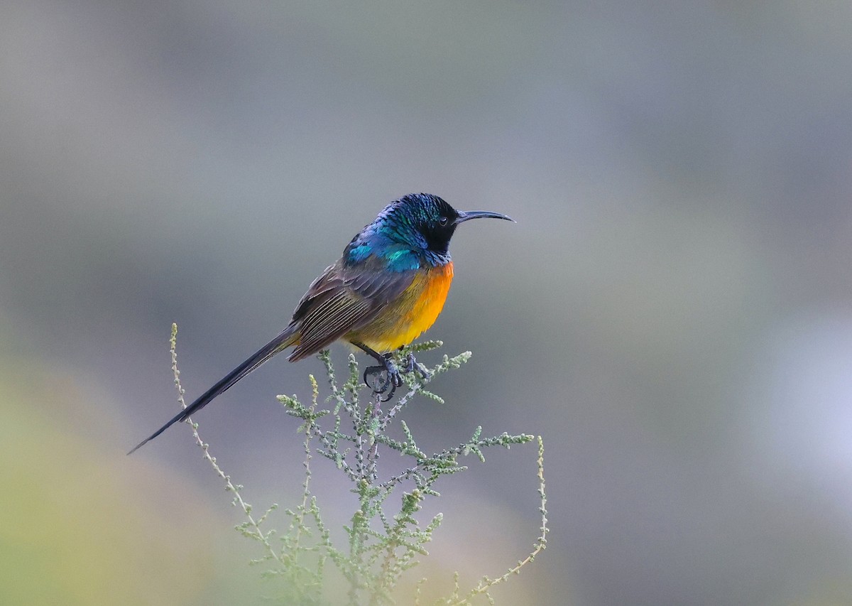 Orange-breasted Sunbird - ML623661916