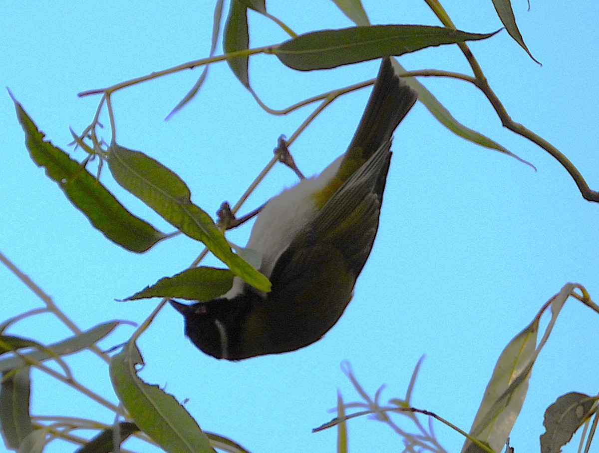 White-naped Honeyeater - ML623661932