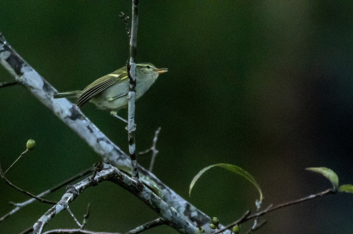 Blyth's Leaf Warbler - ML623661940