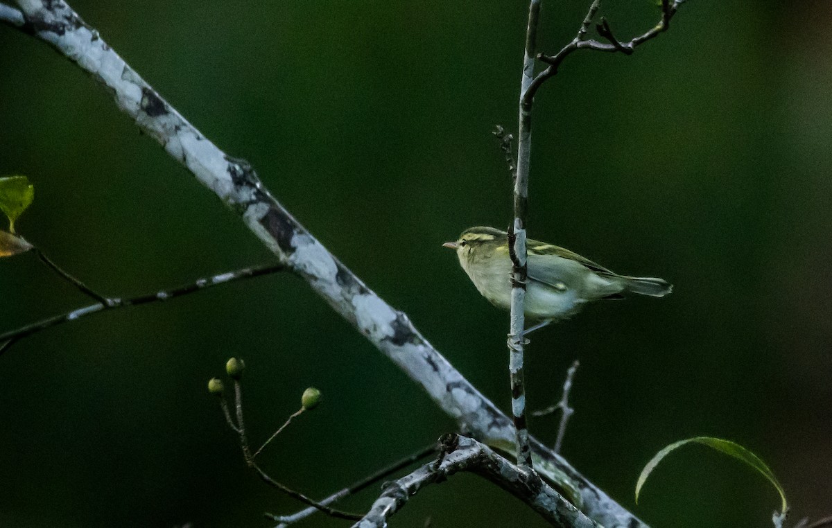 Blyth's Leaf Warbler - ML623661941