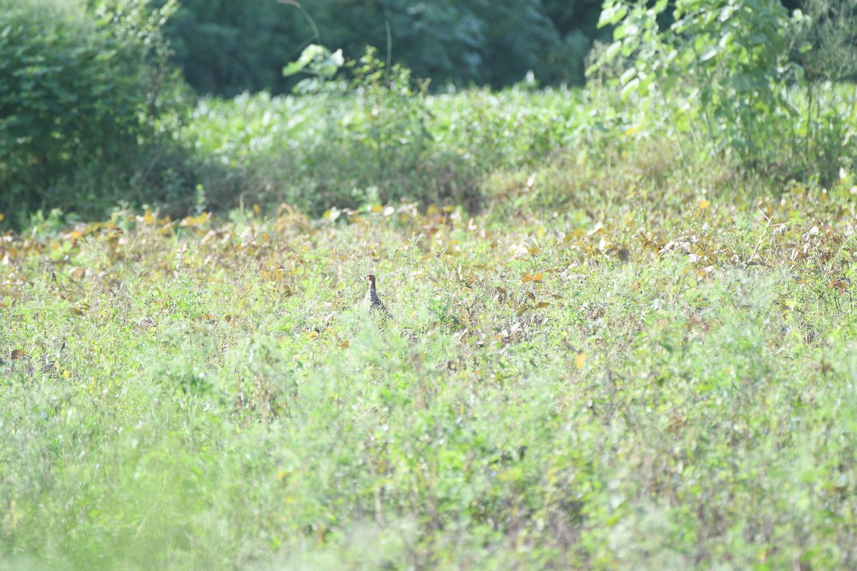 Painted Francolin - ML623661947