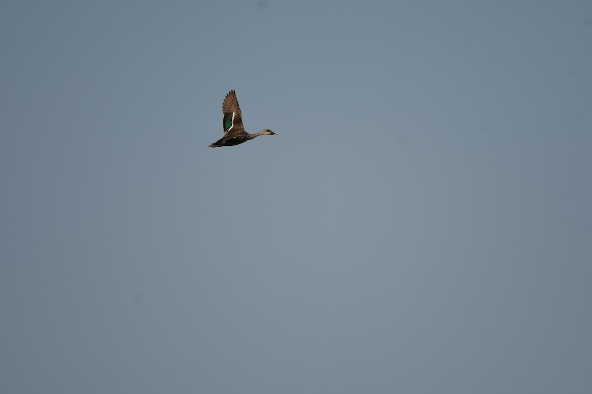 Indian Spot-billed Duck - ML623661956