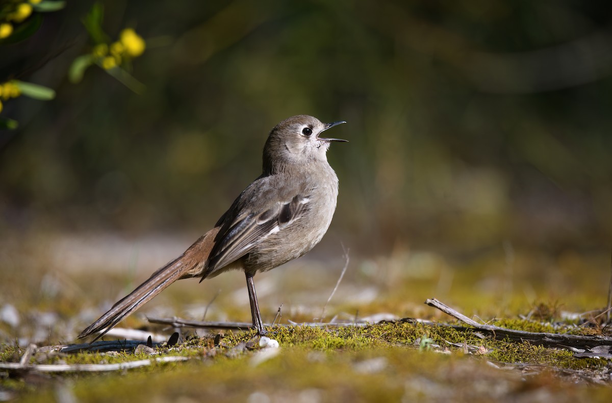 Southern Scrub-Robin - ML623661957