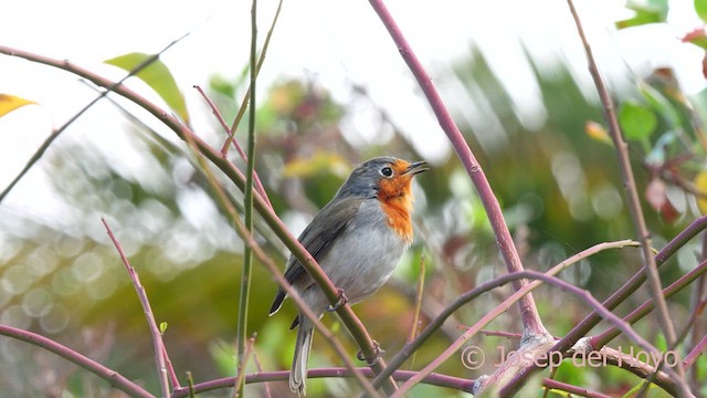 European Robin - ML623661996