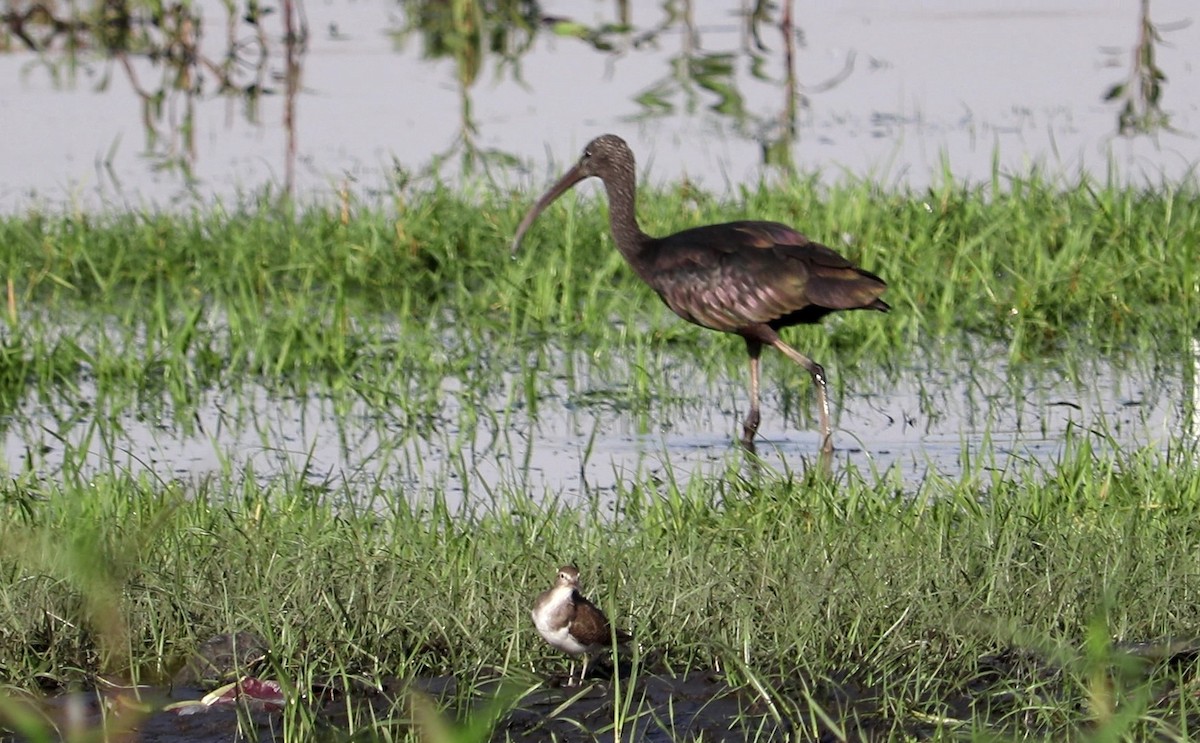 ibis hnědý - ML623662046