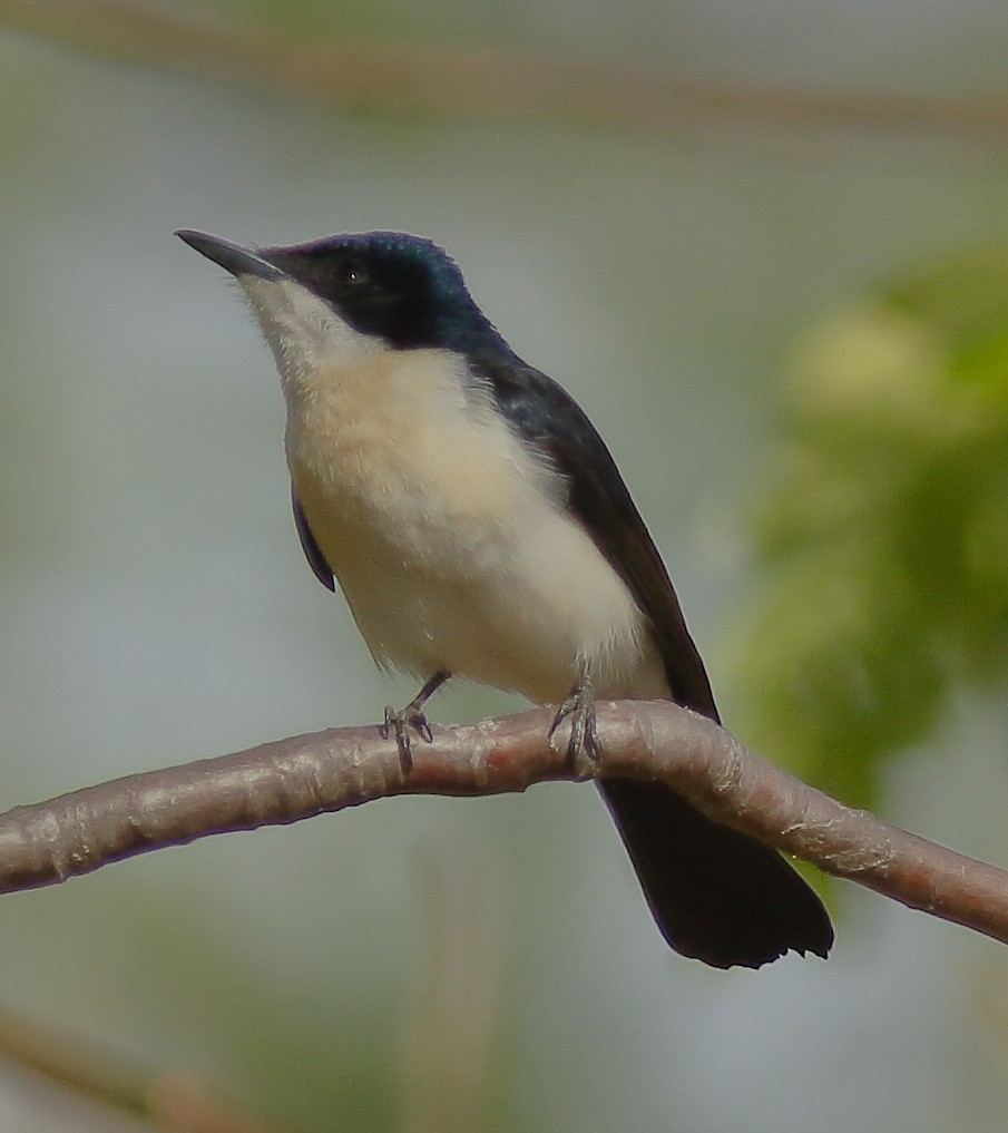 Paperbark Flycatcher - ML623662082