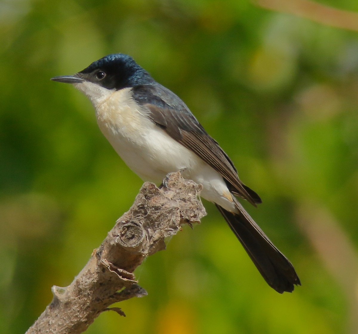 Paperbark Flycatcher - ML623662083