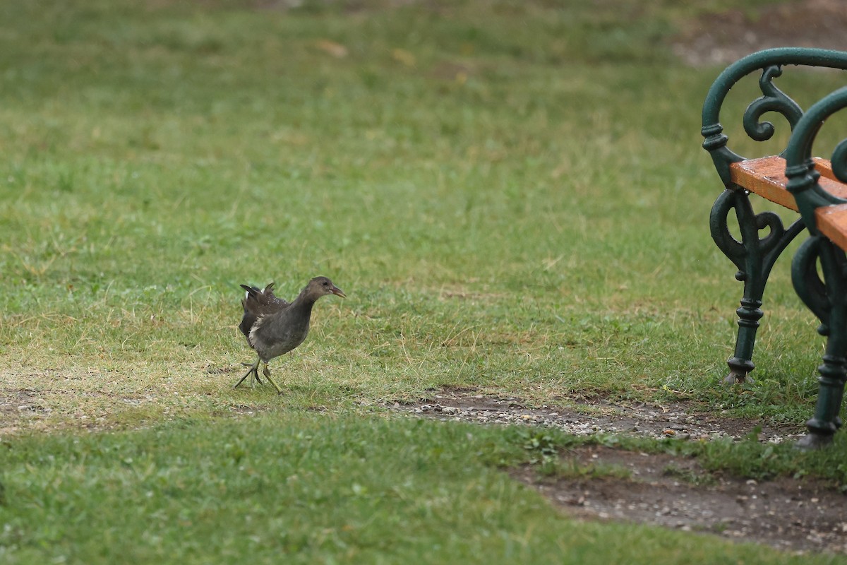 Eurasian Moorhen - Rupert Hafner