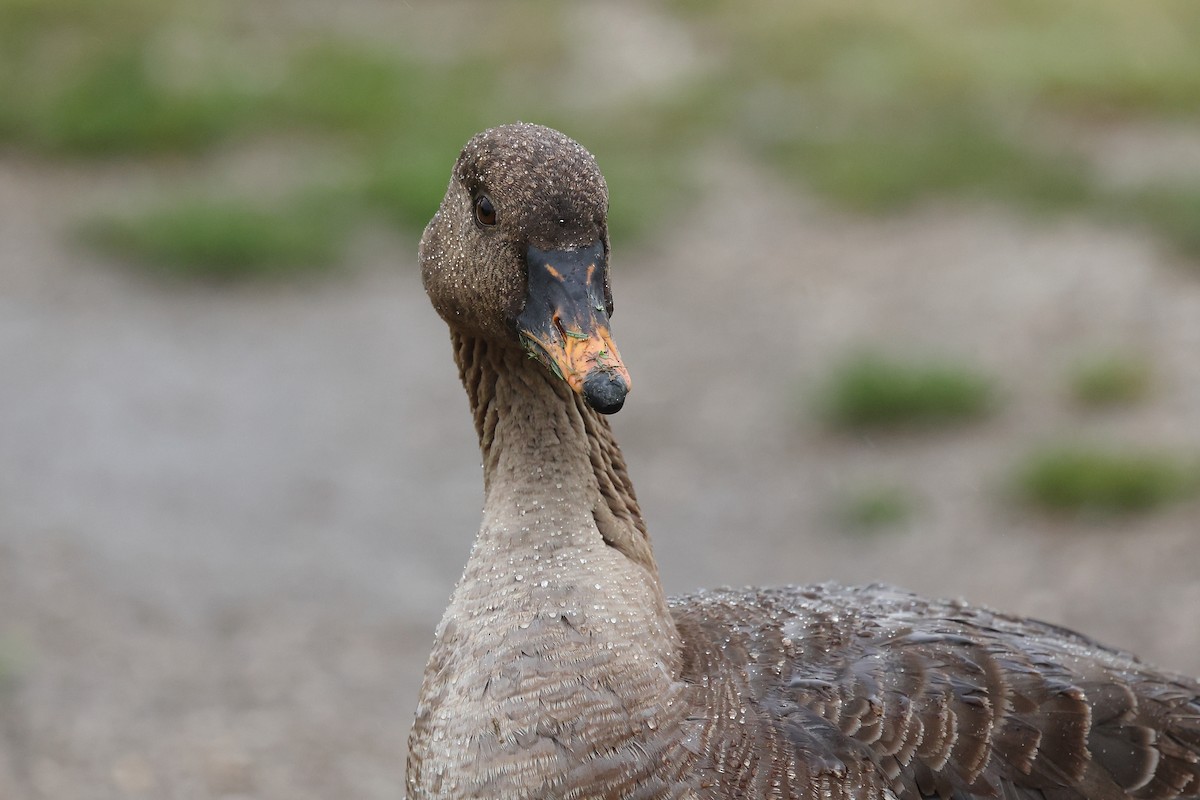 Tundra Bean-Goose - ML623662117