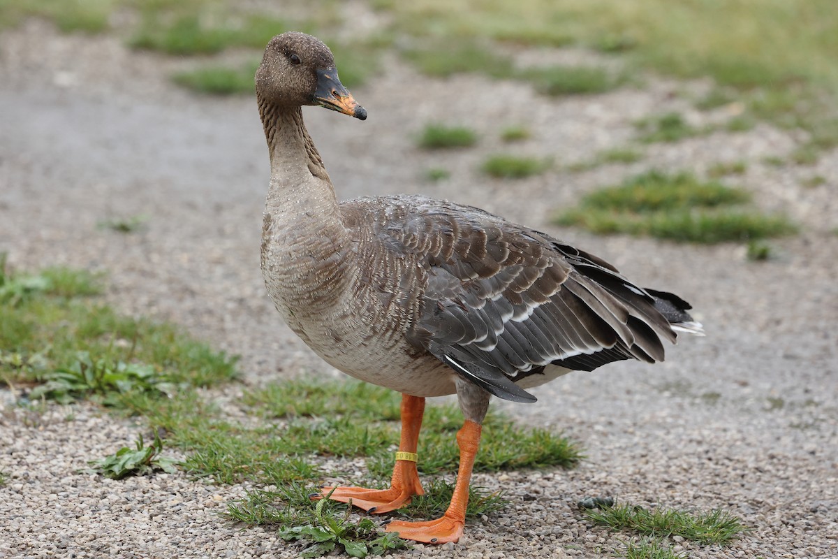 Tundra Bean-Goose - ML623662125