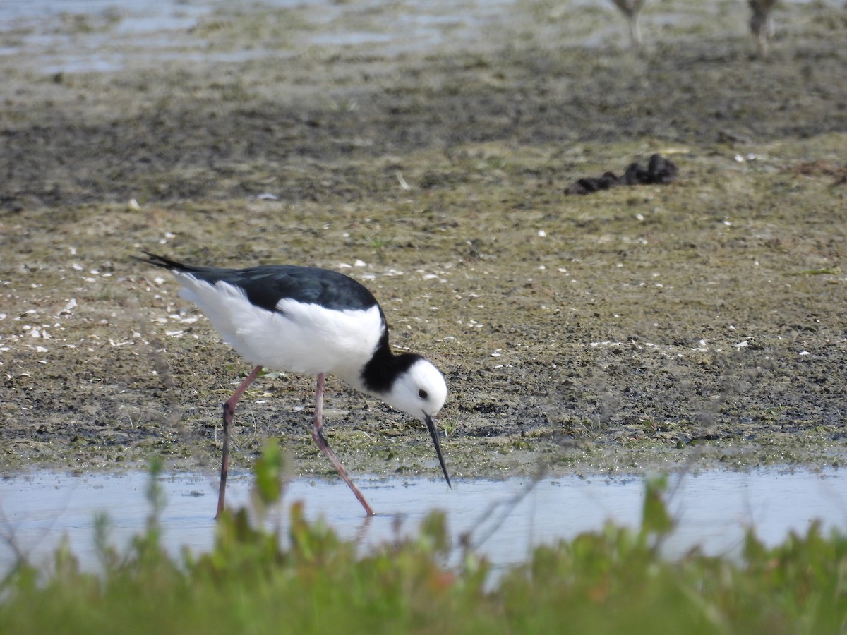 Pied Stilt - ML623662166