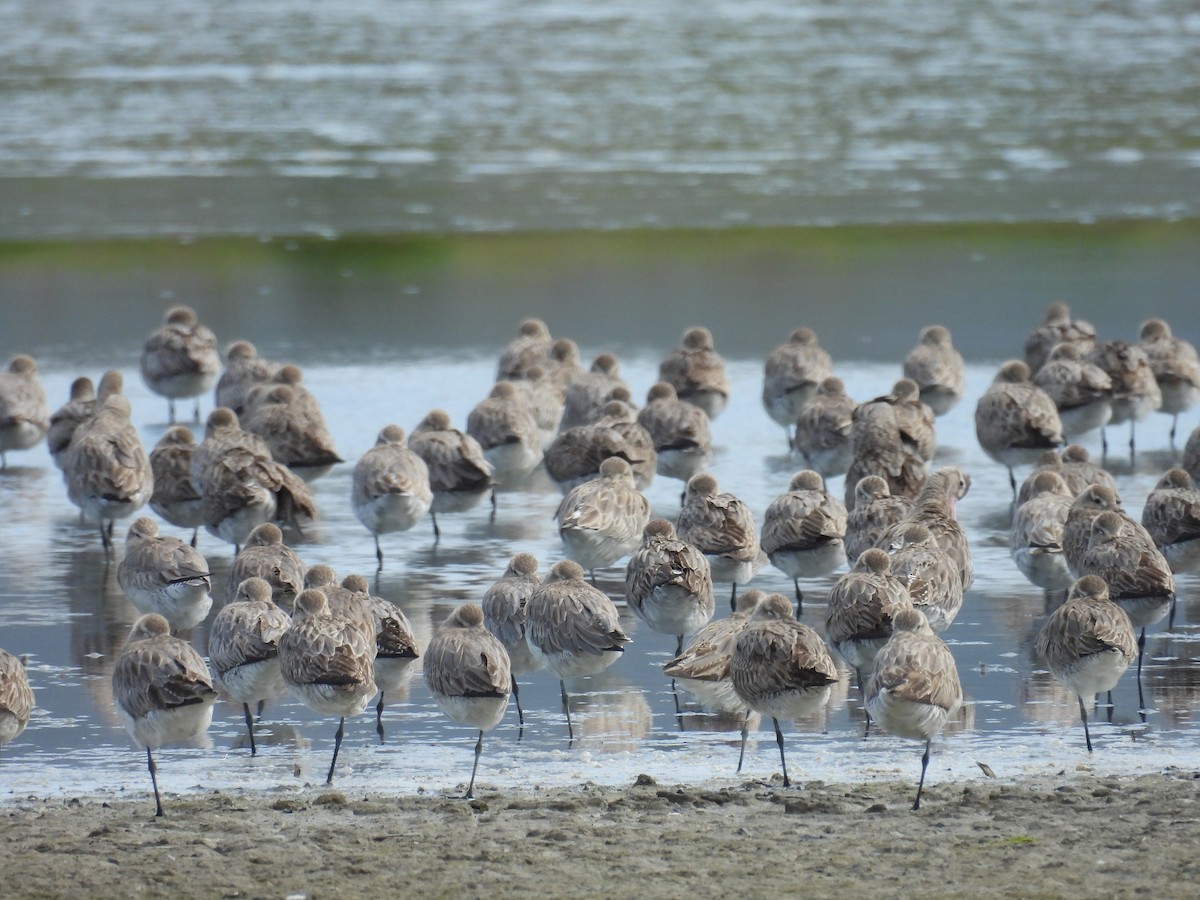 Bar-tailed Godwit - ML623662171