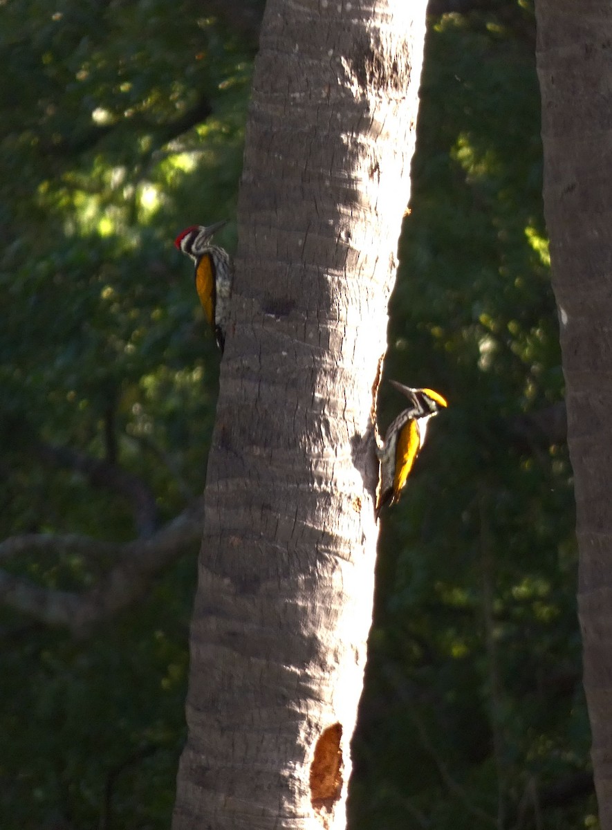 White-naped Woodpecker - ML623662203