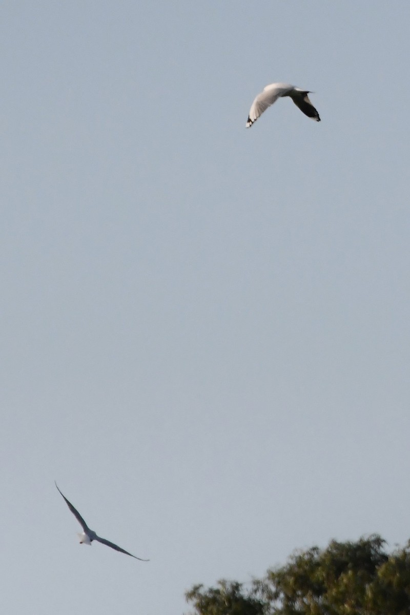 Silver Gull - ML623662292
