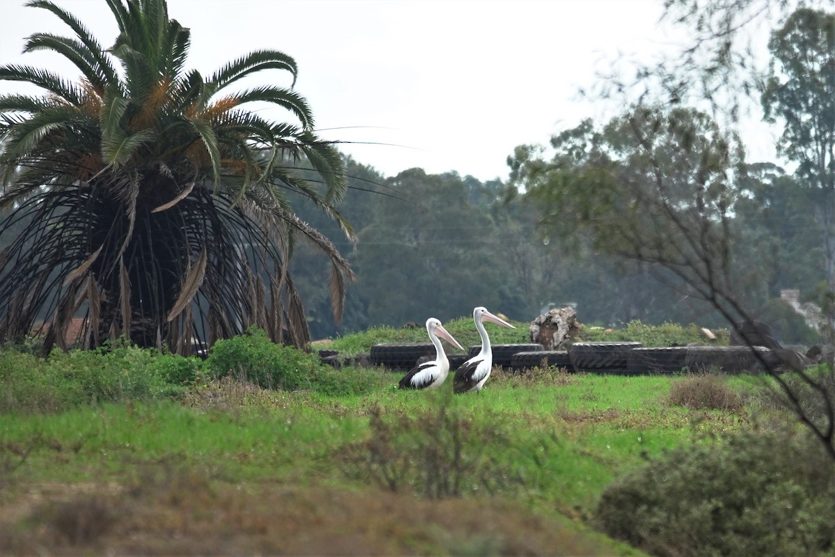 Australian Pelican - ML623662336